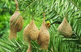 Vastu Shastra Signs birds nest at home