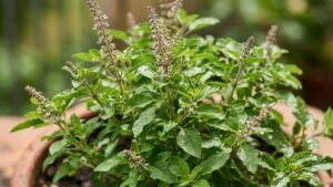 ತುಳಸಿ ಗಿಡ ಒಣಗದಂತೆ ಮಾಡುವ ಟ್ರಿಕ್